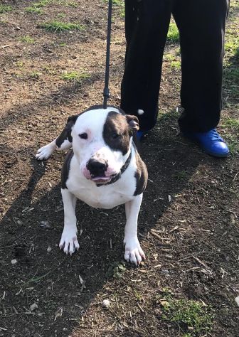 Amstaff super adulto ha tanto bisogno di trovare casa! Pavia