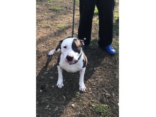 Amstaff super adulto ha tanto bisogno di trovare casa! Pavia