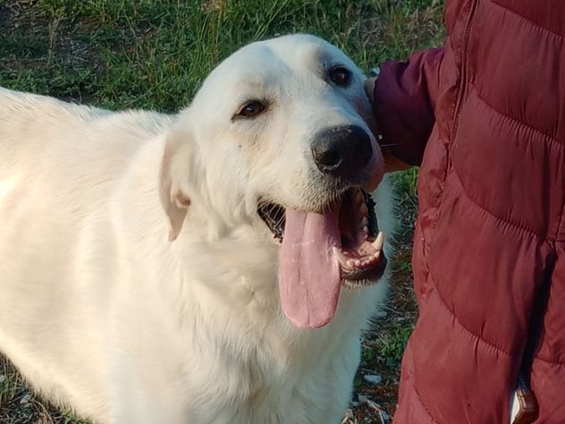 EDO, DOLCE CUCCIOLONE - Foto 2
