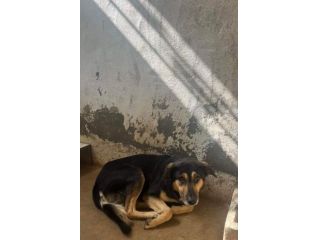 ZAPATA RASSEGNATO CANE IN ADOZIONE