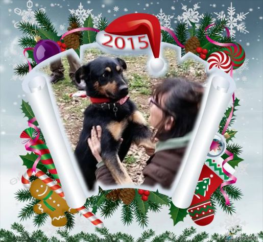 YAGO, un coccolone in cerca d'amore - Foto 4