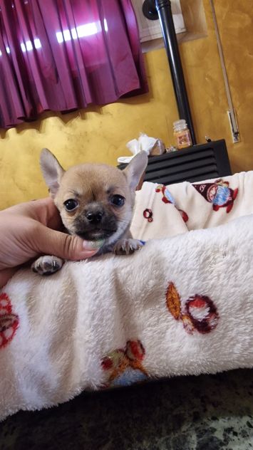 Cuccioli di chihuahua - Foto 2
