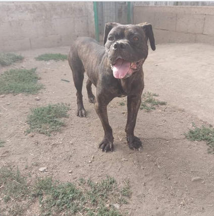 3anni mix Pit/Corso dolcissima finita in canile Prov Salerno - Foto 2