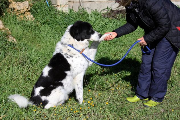 Un tesoro di cane chiuso in una gabbia, dategli una possibilità. - Foto 3