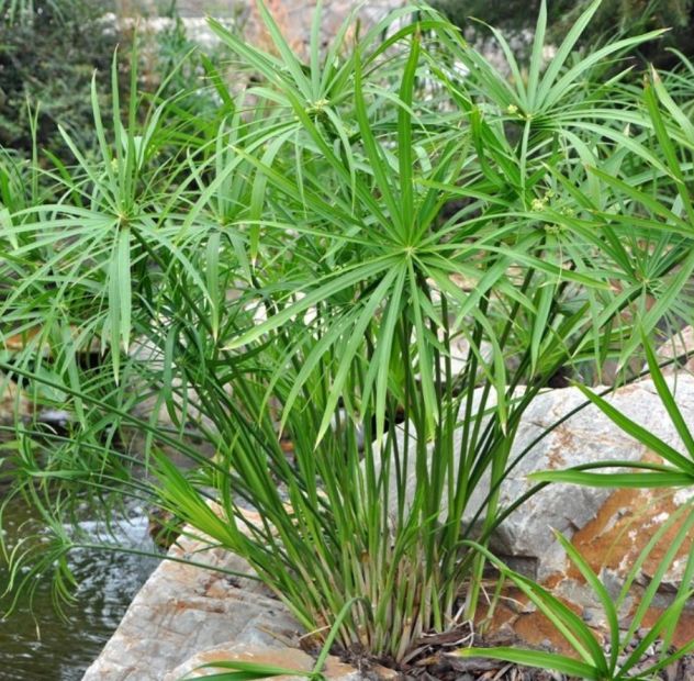 Piante acquatiche fitodepuranti,ossigenanti,ombreggianti per laghetti e acquari - Foto 7