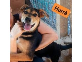 HURRA' E MONIA INVISIBILI FRA GLI INVISIBILI CAGNOLINE IN ADOZIONE