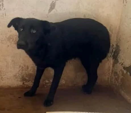 BOMBOLO CANE IN ADOZIONE - Foto 3