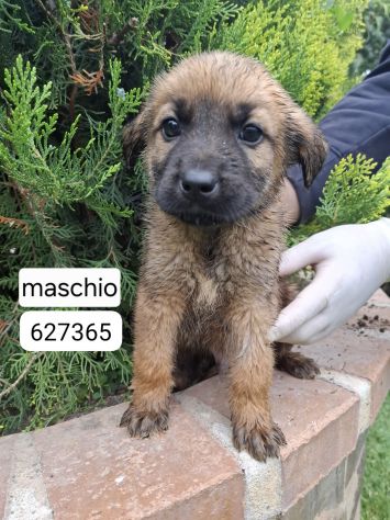 CUCCIOLI 2 MESI taglia media IN CANILE - Foto 4