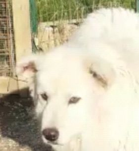 CANE IN ADOZIONE: GREG - Foto 3
