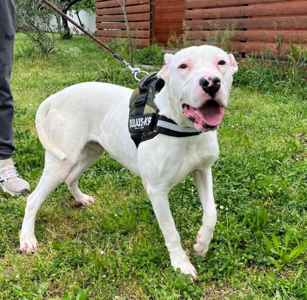 ALBINO DOGO ARGENTINO - Foto 3