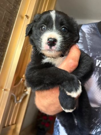 Moka cucciola - Foto 5