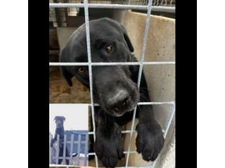 SIRIUS FANTASTICO MIX LABRADOR CANE IN ADOZIONE