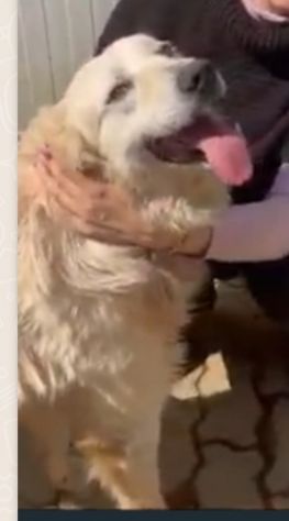 Mix Maremmano/Golden 6anni gli han tagliato coda ed orecchie da cuccioloCALABRIA - Foto 2