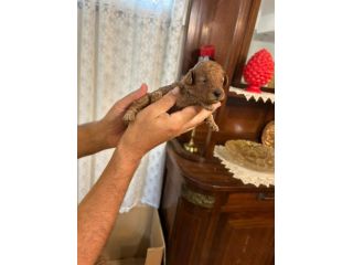 Barboncino Toy pedigree ENCI colore Fulvo