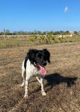 Bretoncina 3anni buona ok gatti SOS LECCE - Foto 2
