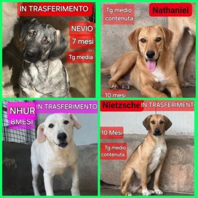 CUCCIOLI IN ADOZIONE