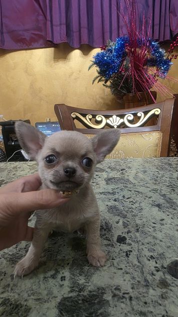 Chihuahua cuccioli - Foto 2