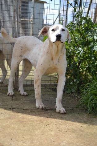 Adottate Fergus dal canile - Foto 2