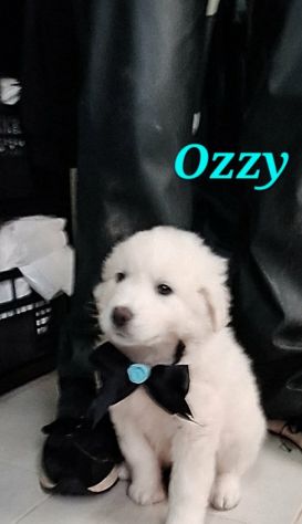 La dolcezza di OZZY aspetta il tuo Amore. Adottalo subito!