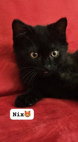 Gattini in cerca di adozione - Foto 2