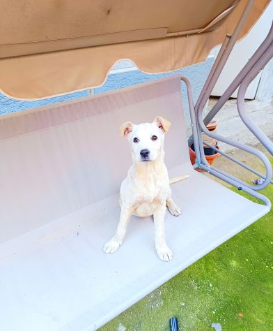 Regalo meravigliosi cuccioli incrocio labrador - Foto 6