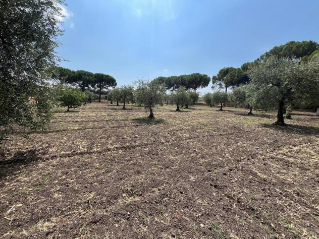 Terreno Agricolo - San Severo . Rif.: Cod. rif 3333384VCG - Foto 3