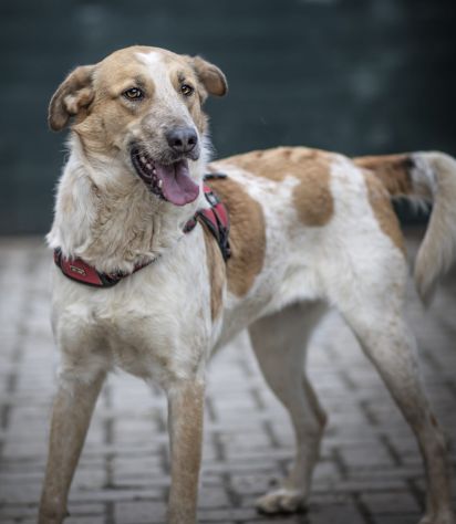 SISSI, 2 ANNI, TAGLIA MEDIA, E’ STATA SALVATA DAL CANILE ADESSO CERCA CASA. - Foto 5