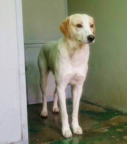 SPINO E LILLO, splendidi cagnoloni - Foto 5