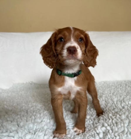 Cocker Spaniel con MICROCHIP e PEDIGREE
