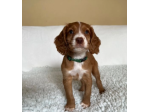 Cocker Spaniel con MICROCHIP e PEDIGREE