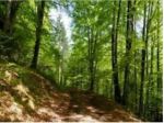 TERRENO ZONA MONTELAGUARDIA AD EURO 0,60 AL MQ