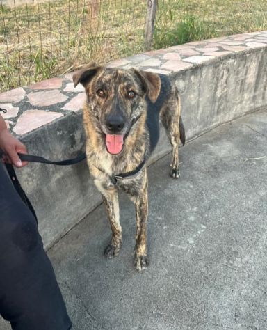 UGO PER GLI AMICI UGHINO DOLCISSIMO MIX HUSKY GIOVANE CANE IN ADOZIONE - Foto 3
