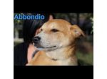 RODRIGO E ABBONDIO CUCCIOLI IN ADOZIONE