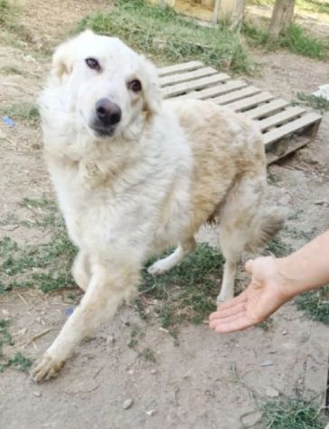 CHLOE cagnolina tg. Grande cerca con urgenza una nuova famiglia - Foto 8