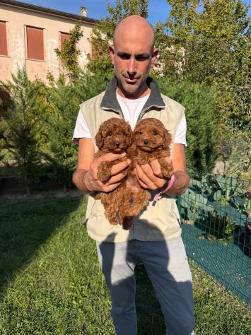 Cucciole di Barboncino Toy Red Asia - Foto 5