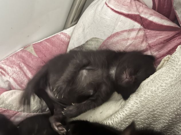 Cucciolo di gatto in regalo - Foto 3