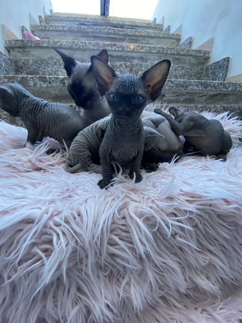 Gatti sphynx - Foto 4