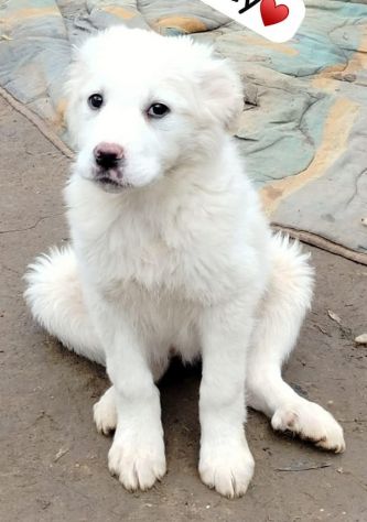 SPLENDIDE CUCCIOLE 3 MESI taglia media IN CANILE - Foto 4