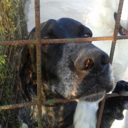 ATHOS, dolcissimo bracco tedesco - Foto 5