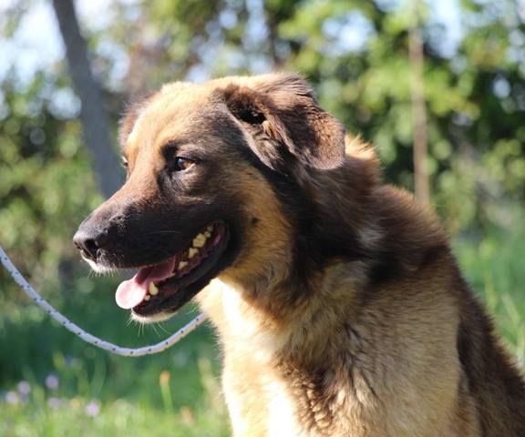 ZAGOR, stupendo mix Pastore Tedesco - Foto 6