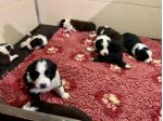 Border collie cuccioli di alta genealogia
