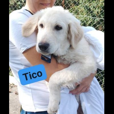 TICO MERAVIGLIOSO CUCCIOLO IN ADOZIONE