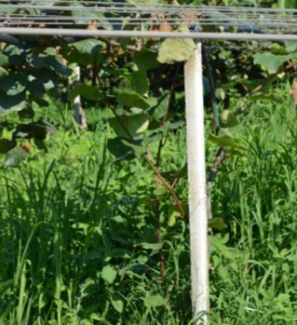 Immobile in asta di 7 m² in vendita a Cittanova - Foto 3