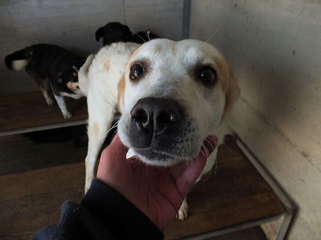 Itaca cagnolina gentile - Foto 7