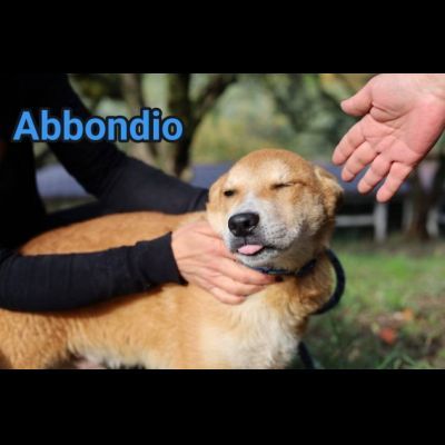 RODRIGO E ABBONDIO CUCCIOLI IN ADOZIONE - Foto 6