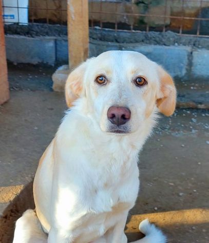 VERONIQUE UN VERO TESORO CAGNOLINA IN ADOZIONE - Foto 2
