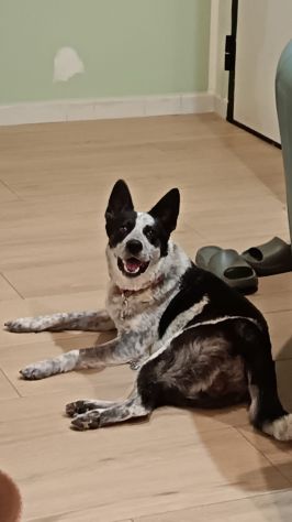 MILLY una bella cagnolina mix husky in adozione è ancora qui e cerca casa - Foto 3