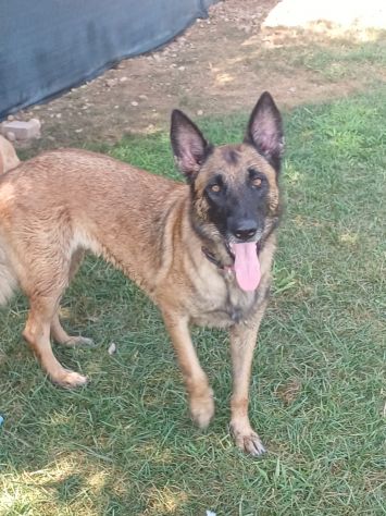 LAIKA, Pastore Belga Malinois, adozione del cuore - Foto 2