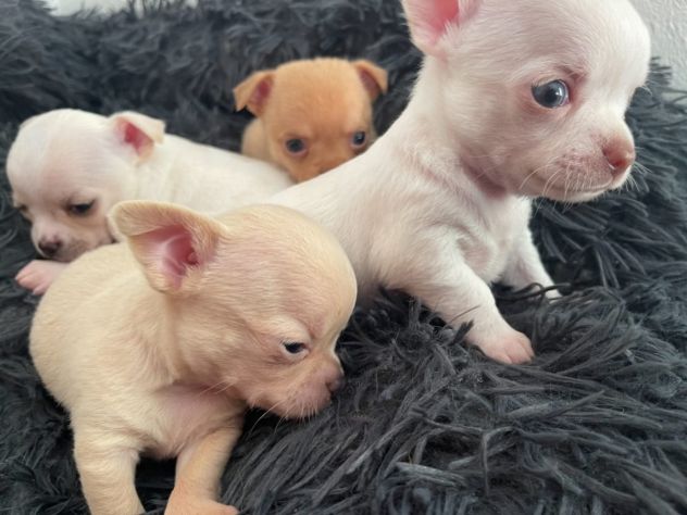 Cuccioli di chihuahua - Foto 7