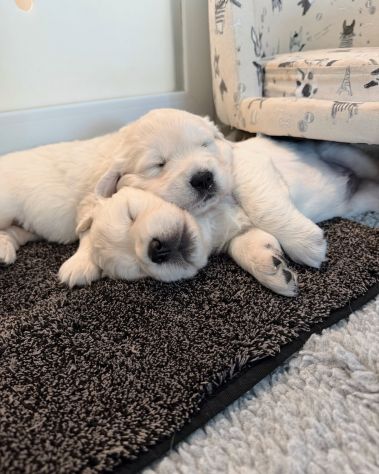 CUCCIOLI DI GOLDEN RETRIEVER
